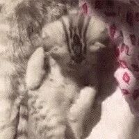 这只小猫咪在舔着毛，突然发现。。。