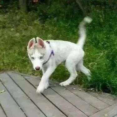 男子怀疑自家哈士奇和驴有关系，结果晒出狗子后，网友全笑疯了！