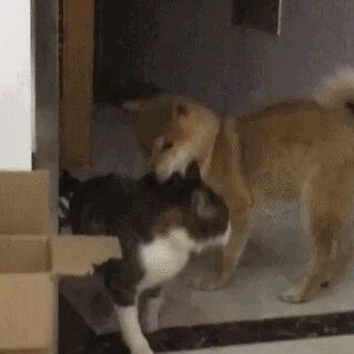 小柴犬看到猫咪以为会被欺负，没想到它下一秒的举动把主人都惊呆了....