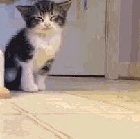 小猫咪睡觉的样子好萌，哪个比较像你呢？