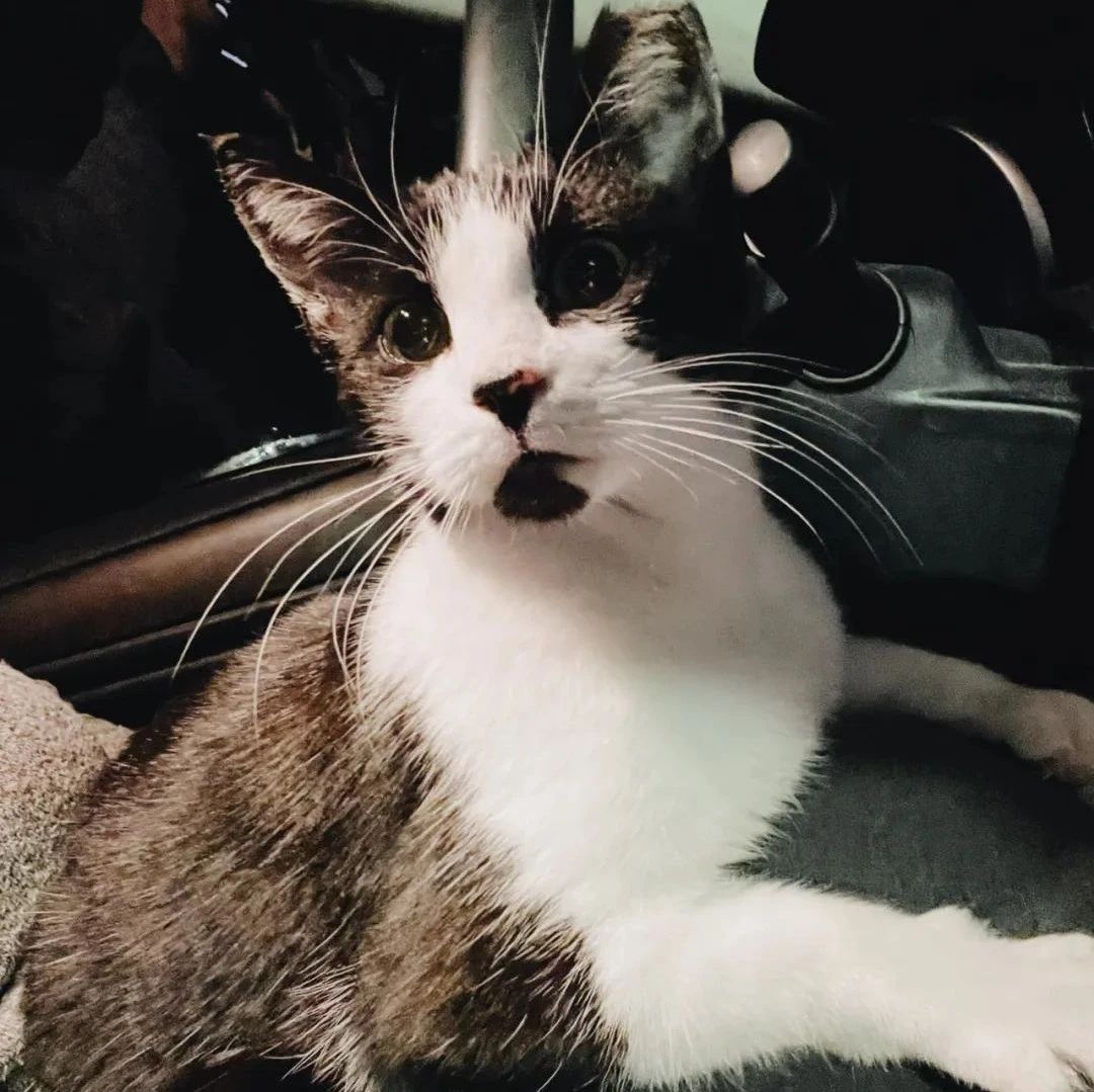 网友离开不到5分钟，车里竟多了只陌生的猫：听说你想养猫？