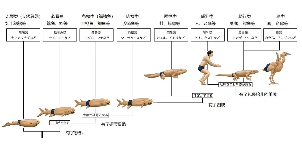 川崎悟司老师的沙雕人拟动物系列更新了 这次是一幅简化的脊椎动物演化图 画面实在过于灵性 我忍不住做了个汉化 请放大欣赏 并且不禁开始期待老师下次画人拟无脊椎动物 酷炫科学