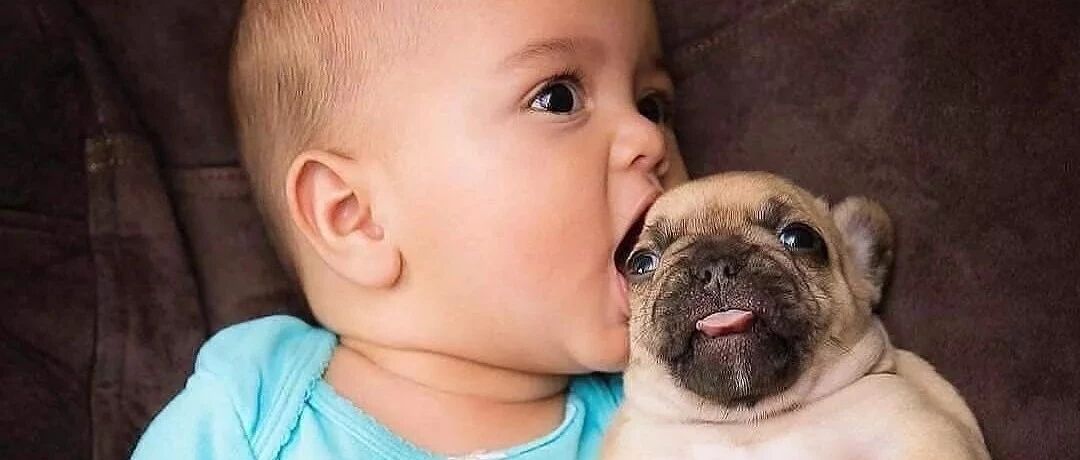 大型犬和小型犬，哪个更适合陪伴孩子成长？