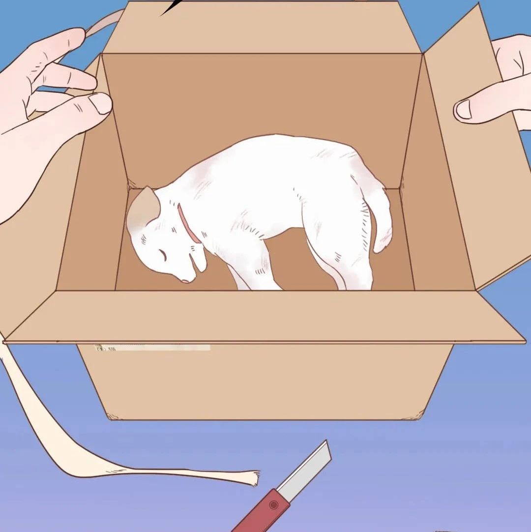 活体盲盒，正在成为小动物的棺材