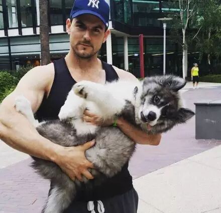 一只集结三傻之力的狗狗，萨摩耶+哈士奇+阿拉斯加=撒哈拉！