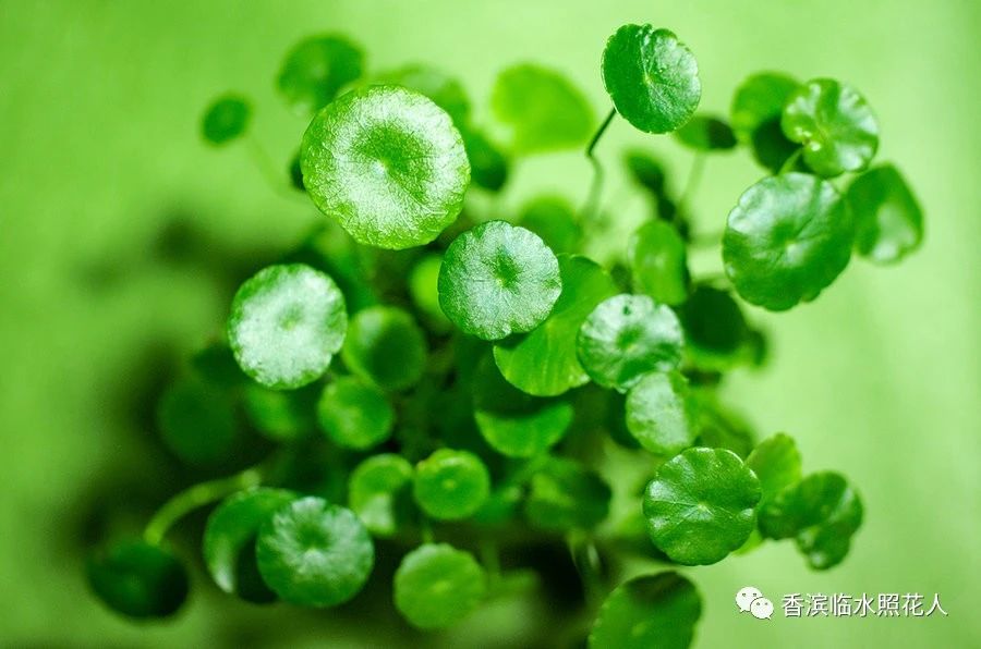 【思维导图“画”作文——我们眼中的缤纷世界】胡炎析《我的植物朋友——铜钱草》（十八）
