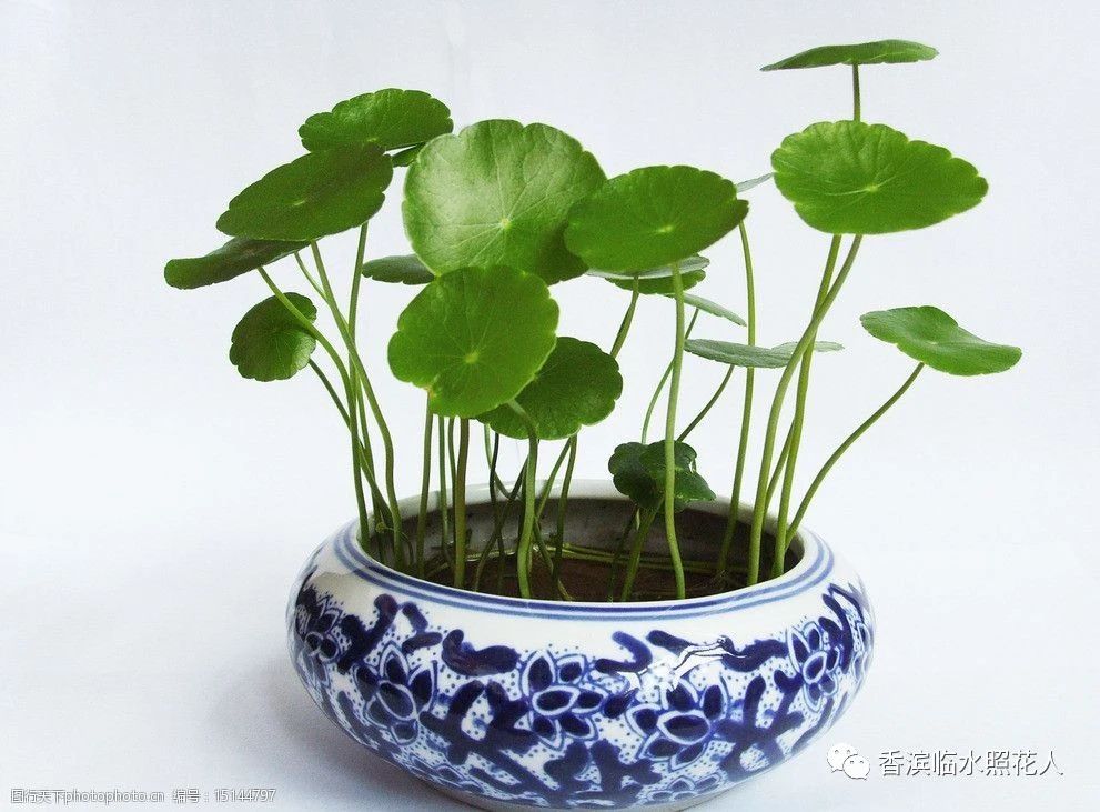 【思维导图“画”作文——我们眼中的缤纷世界】胡炎析《我的植物朋友——铜钱草》（十八）