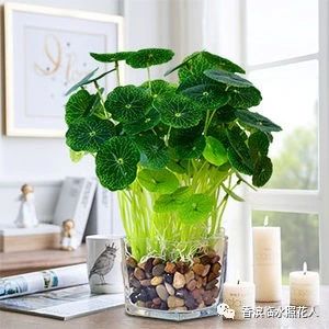 【思维导图“画”作文——我们眼中的缤纷世界】胡炎析《我的植物朋友——铜钱草》（十八）