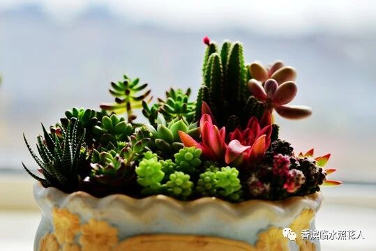 【思维导图“画”作文——我们眼中的缤纷世界】三年作文开靖雯《我的植物朋友——多肉》（二十）