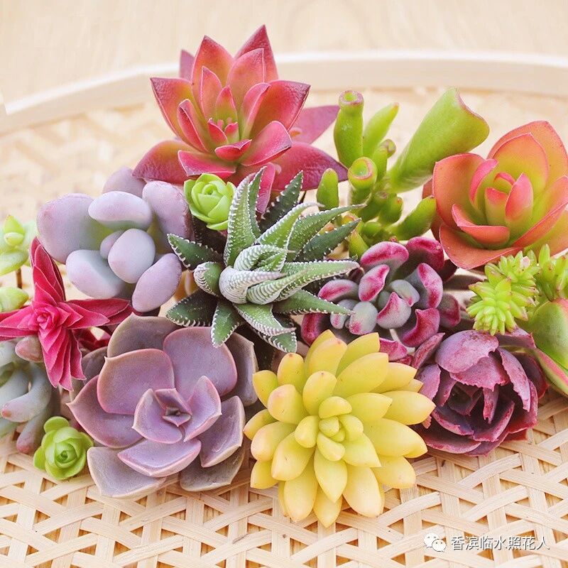 【思维导图“画”作文——我们眼中的缤纷世界】三年作文开靖雯《我的植物朋友——多肉》（二十）