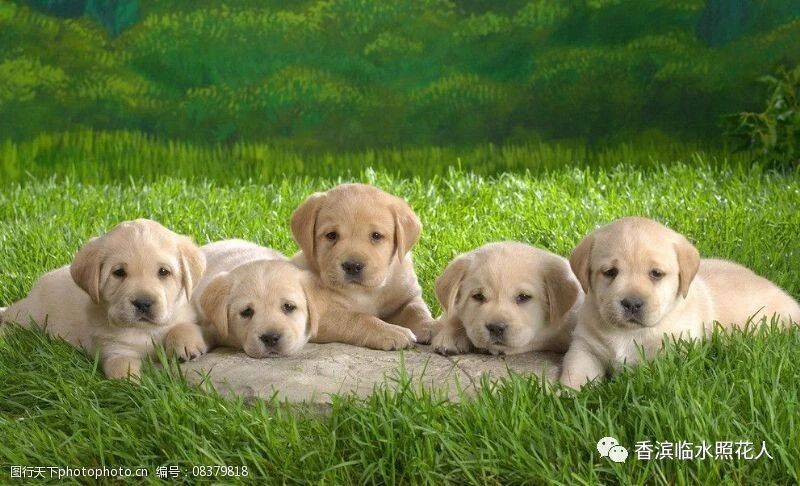 【思维导图“画”作文——我的动物朋友】张奇《奶奶家的小黄狗》（二十四）