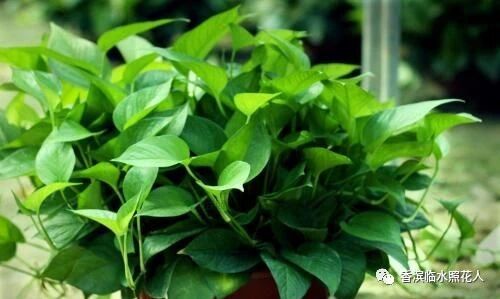 【思维导图“画”作文——我们眼中的缤纷世界】三年作文刘柏铭《我的植物朋友——绿萝》（十九）