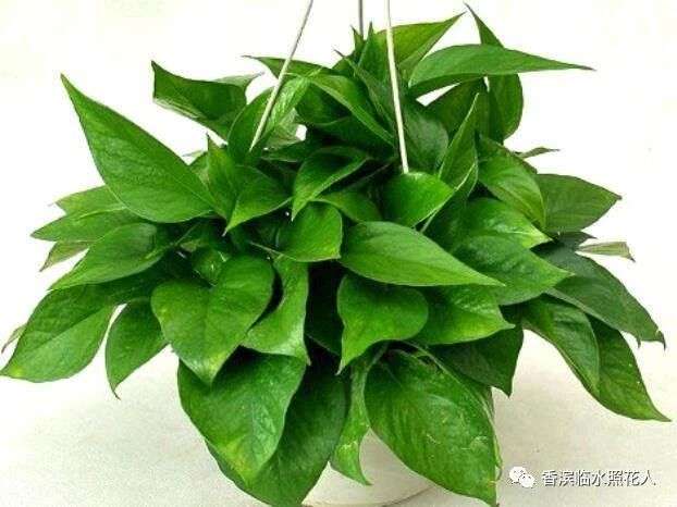 【思维导图“画”作文——我们眼中的缤纷世界】三年作文刘柏铭《我的植物朋友——绿萝》（十九）