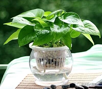 【思维导图“画”作文——我们眼中的缤纷世界】三年作文刘柏铭《我的植物朋友——绿萝》（十九）