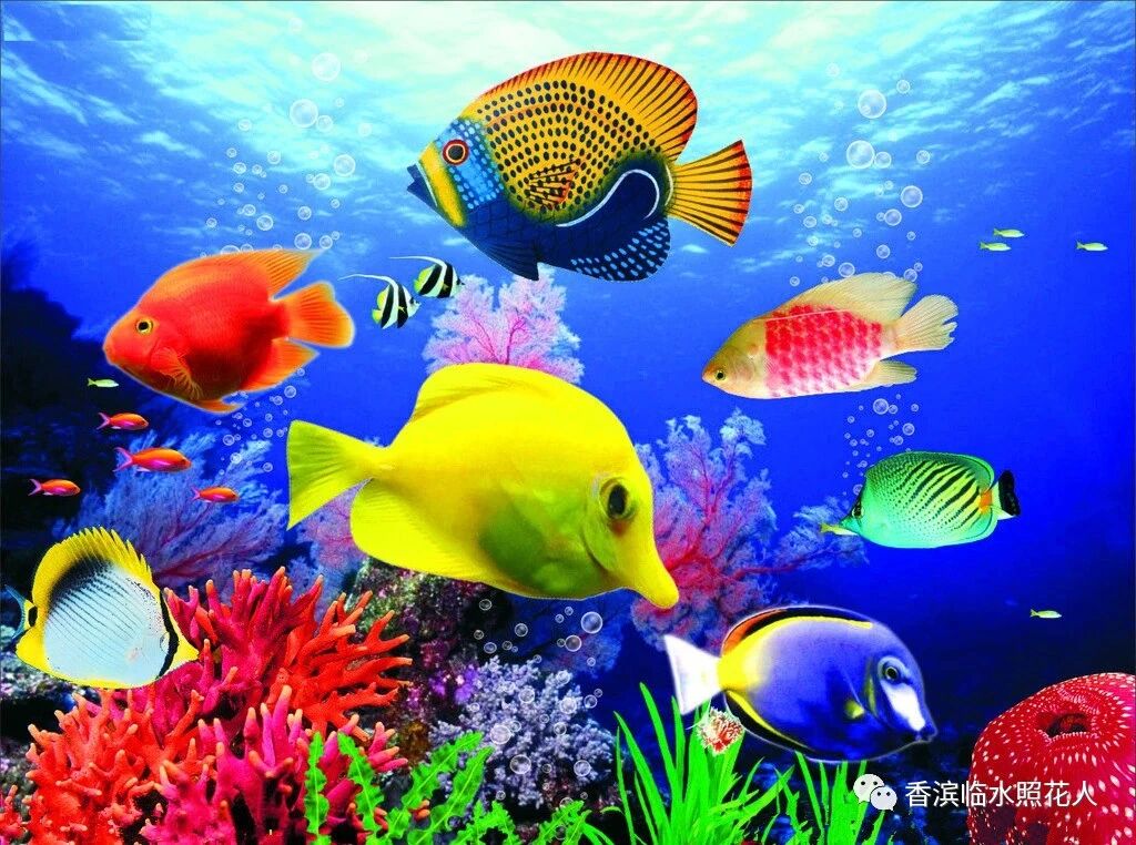 【思维导图“画”作文——我的动物朋友】魏依晨的《我家的小鱼》（十九）