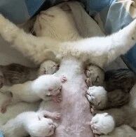 高产！再多一只就没奶吃了！