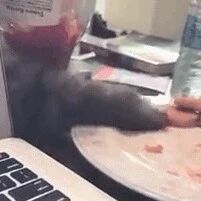 小猫咪：我看不见你等于你看不见我