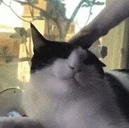 猫在猫窝躺着，突然就被泰山压顶了！