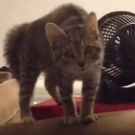 好奇心害死猫。。。即便是害怕到炸毛，也要跑过来看个究竟