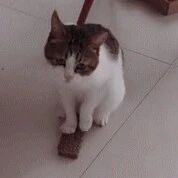 猫咪和它的小猫抓版，太可怜了