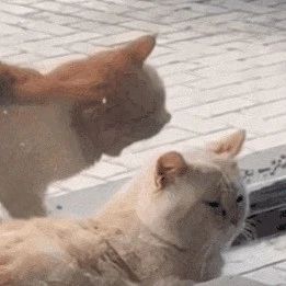 看一次哭一次的图片，这也太好哭了吧