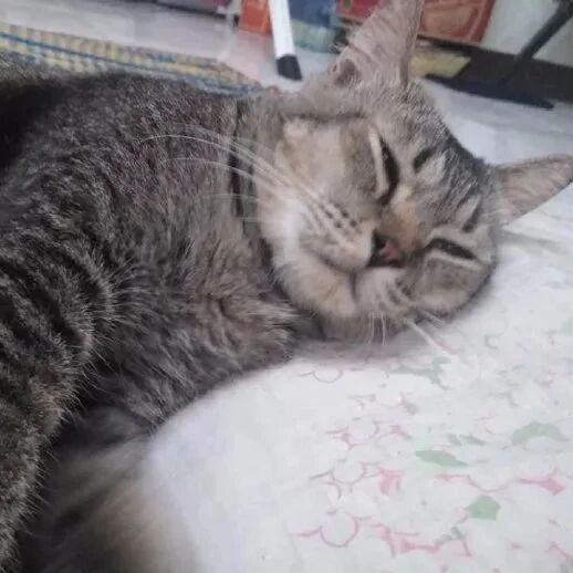 打坏了一台电视，小猫咪竟然还能睡着？