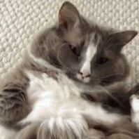 猫猫：“看什么看，我抬个头很费劲的”