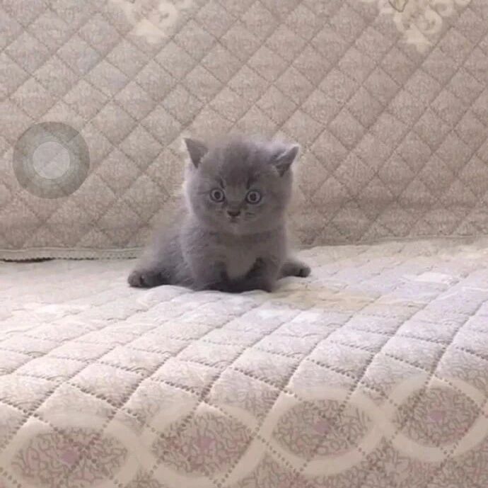 小猫咪李逵？ ​​​​