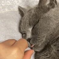 猫：用完东西请放回原位