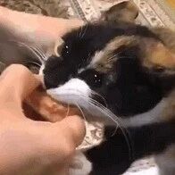 偷吃鸡块被抓住后。。。