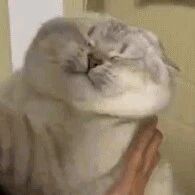 猫：我就是缩成平面也要抵抗你的爱！