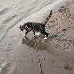 猫：看我轻功水上漂。。。我去草率了