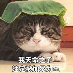 我妈给猫注册了微信，并拉入了家庭群
