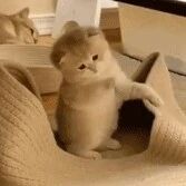 看到这一幕后，旁边的小猫咪直接被气晕了！