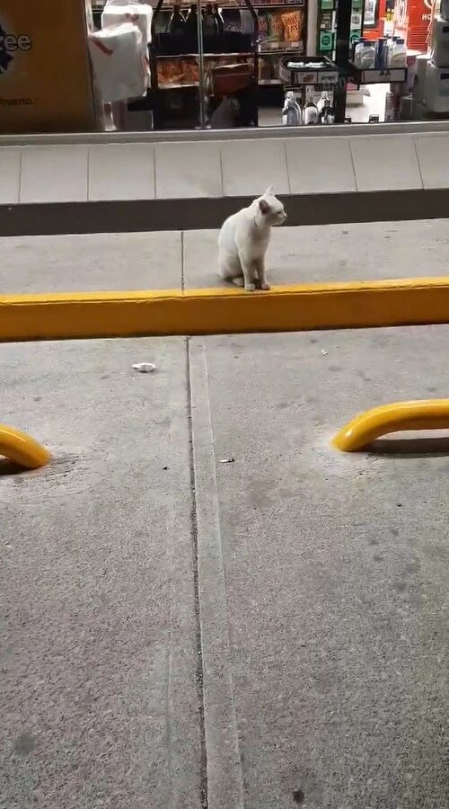 流浪猫在超市门前骗吃骗喝，最后…居然骗到了一