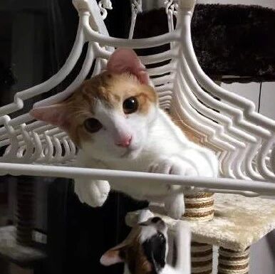 养猫之后，网友发现晾衣架竟然还有这种用途？！