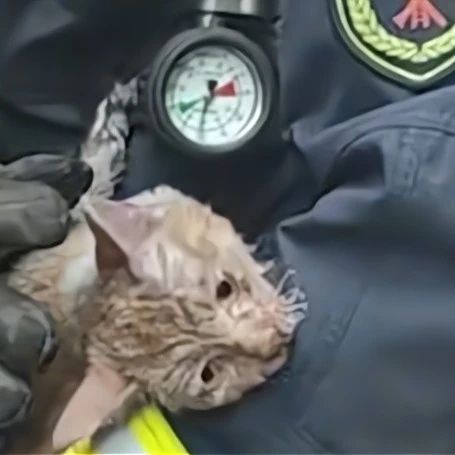 山西：猫咪被救出火场向蓝朋友撒娇，赖在怀中，感人一幕曝光