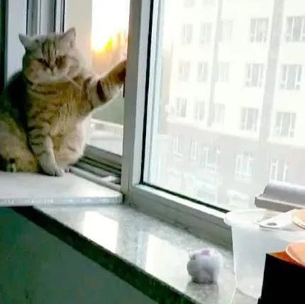 大猫咪蹲在窗台上摆姿势，半天一动也不动，走近一看当场笑翻！