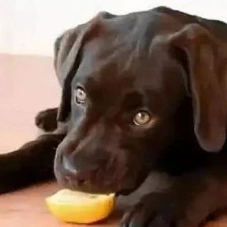 狗狗趁着铲屎官不注意偷吃了柠檬，差点被酸到变形！