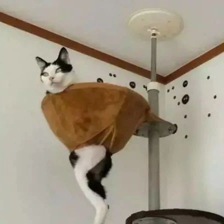 主人一回家，发现猫一动不动的卡在半空中，仔细一看笑喷了