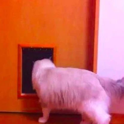 在门上做了一个猫洞，以为猫主子会感动，结果却还是被嫌弃！