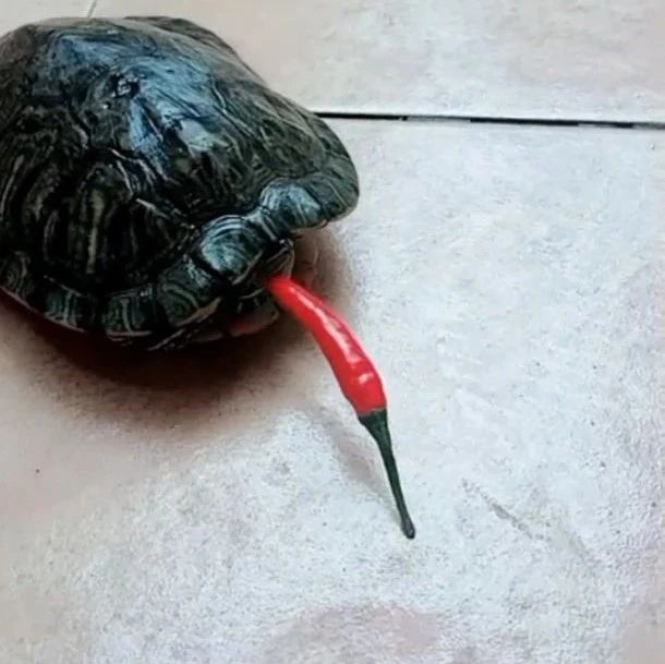 为了弄清楚宠物龟到底怕不怕辣，他拿朝天椒做实验，结果很后悔