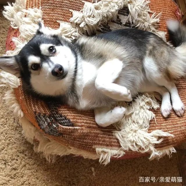 哈士奇5岁过生日，铲屎官给它买了一头小猪当兄