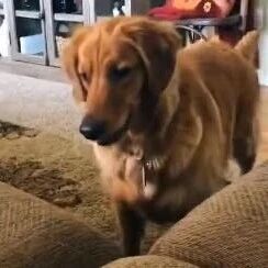 这狗是狐狸变的吧？？