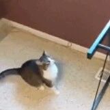 猫总喜欢往茶几上跳，主人故意把茶几上的玻璃撤掉了，结果…