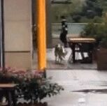 假如让边牧跟二哈赛跑