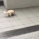 害怕过下水道的狗子，可真是个小机灵狗