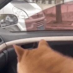 主人：有狗挡道…...狗：开窗，我下去弄它！