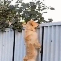 狗子也这么八卦吗？