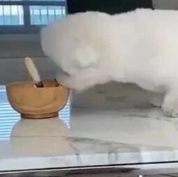 柯基：生活终于还是对我这个小狗狗下手了…